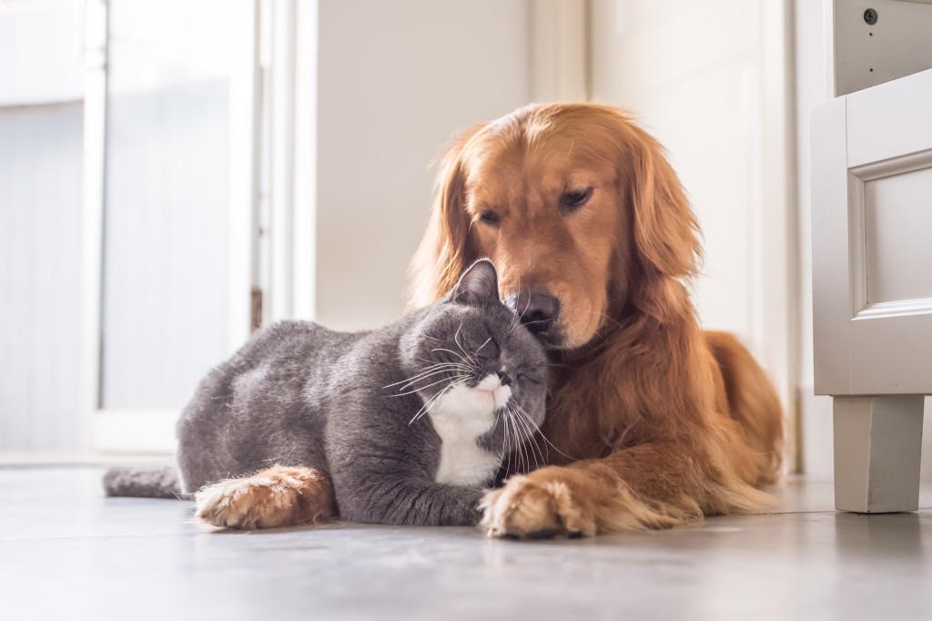 dog and a cat cuddling