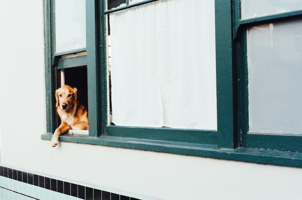 dog peeking out from a window
